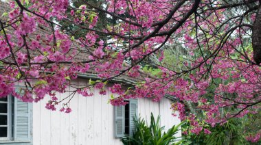 Sakura photography on a cloudy day