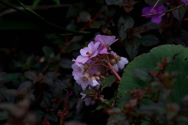 Photograph Pink Flower Forest — Foto de Stock