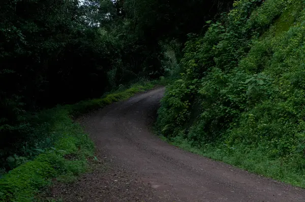 Photograph Rural Road Forest — Fotografia de Stock