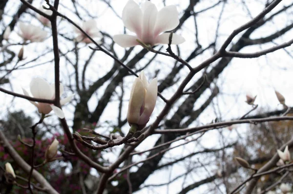 Magnolia Photography Cloudy Day — стоковое фото