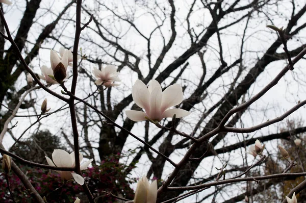 Magnolia Photography Cloudy Day — Photo
