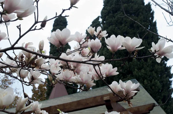 Magnolia Photography Cloudy Day — Fotografia de Stock