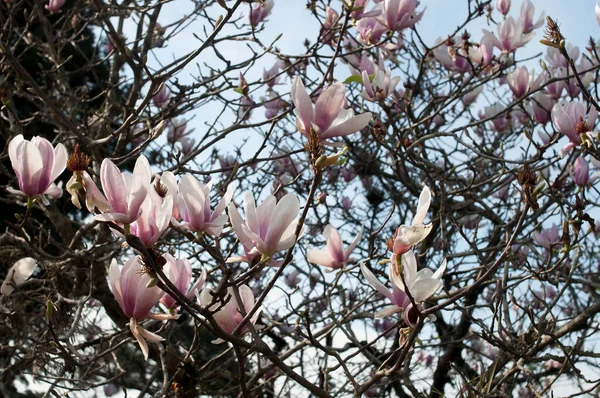 Photography Several Magnolias Sunny Day — Fotografia de Stock