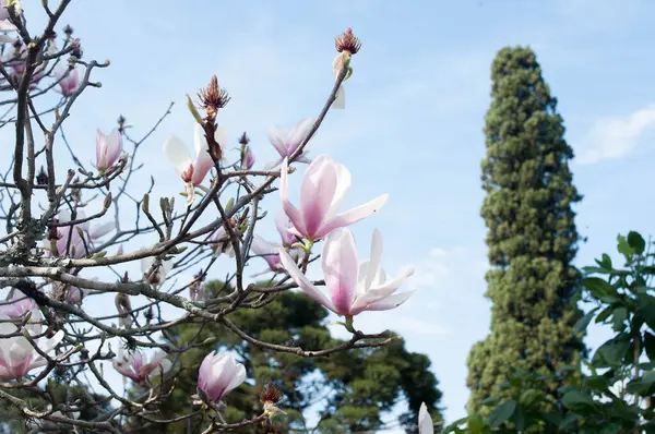 Photography Several Magnolias Sunny Day — Fotografia de Stock