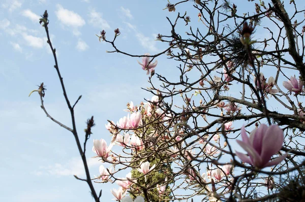 Photography Several Magnolias Sunny Day — Fotografia de Stock