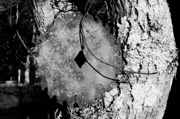 Black White Photograph Saw Hanging Tree — Stock Photo, Image