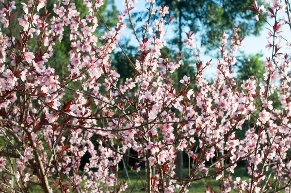 Photograph Flowers Peach Foot — Fotografia de Stock