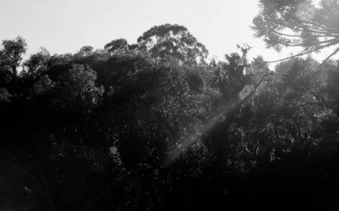 Photograph of light reflecting on trees in black and white
