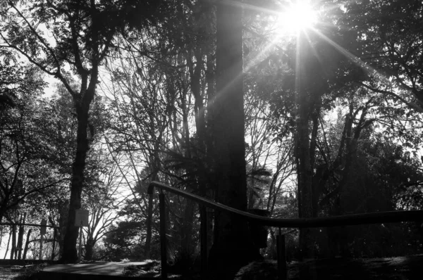 Ağaçların siyah beyaz fotoğrafçılığı