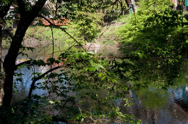 Photograph of trees by the lake