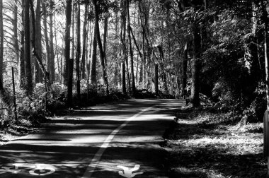 black and white photography of the way