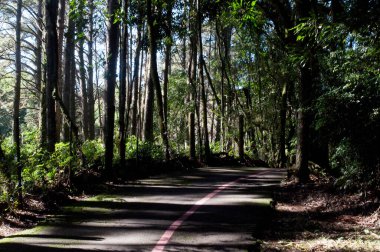 Park path photography on a beautiful day