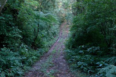 Forest trail photography on a beautiful day