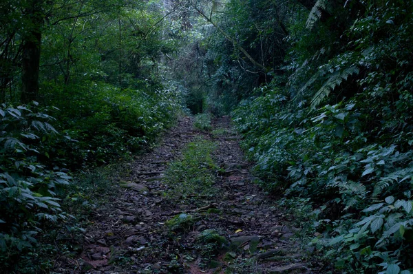 Forest trail photography on a beautiful day