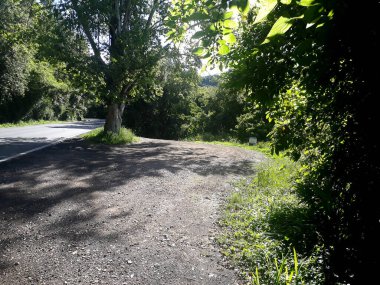 Ormandaki toprak yol manzarası