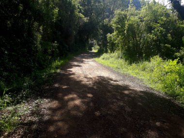 Ormandaki toprak yol manzarası