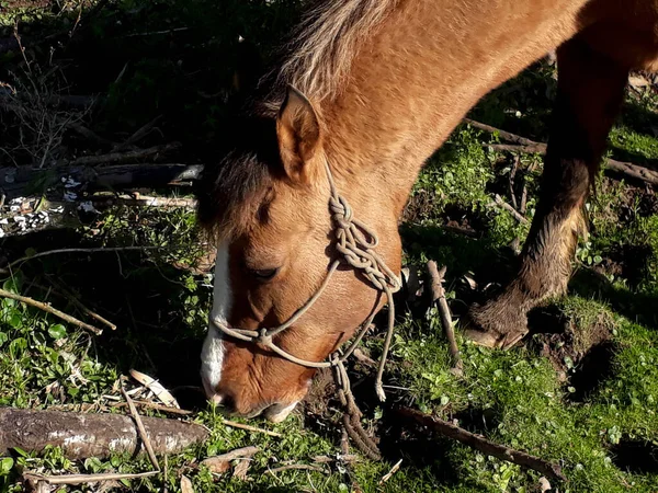 畑の古い馬の写真 — ストック写真