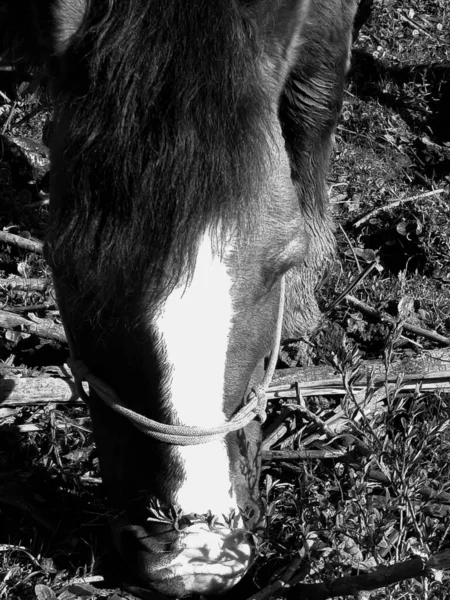 Foto Van Een Oud Paard Het Veld — Stockfoto