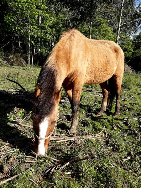 畑の古い馬の写真 — ストック写真