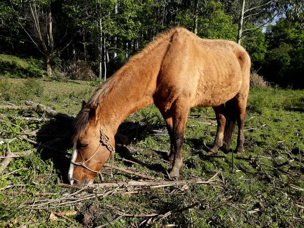 Tarladaki yaşlı bir atın fotoğrafı.