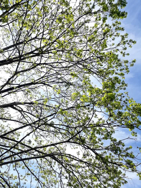 Ağaç yapraklarının fotoğrafı