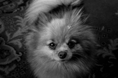 Bir köpek yavrusunun siyah beyaz fotoğrafı