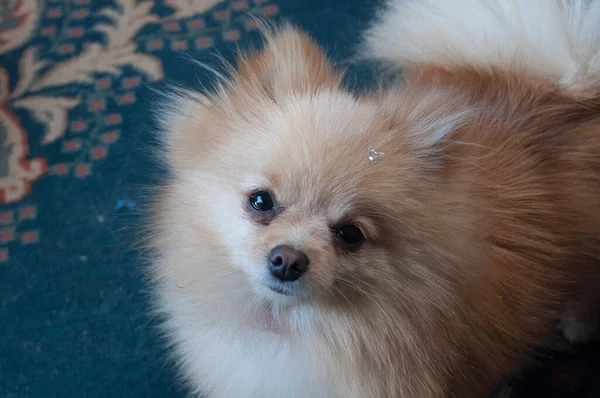 Kameraya bakan bir köpek yavrusunun fotoğrafı.