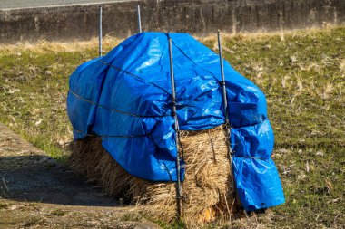 Freshly harvested hay covered with blue tarp on small farm clipart