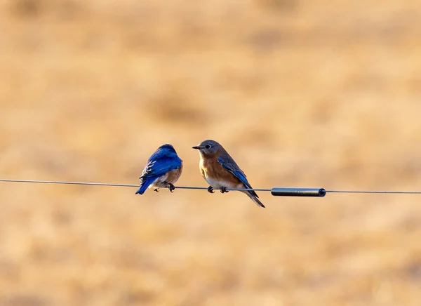 Ein paar bunte Vögel sitzen auf Draht — Stockfoto