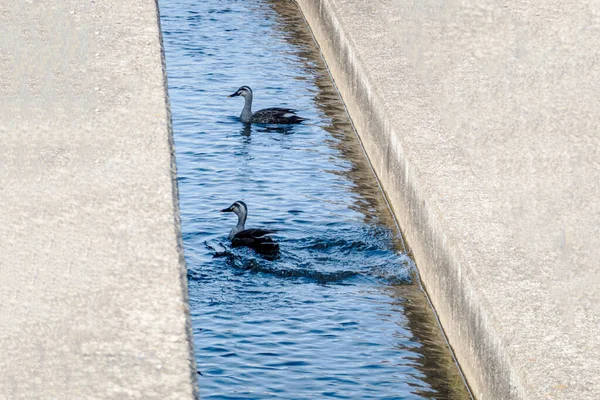 Dois patos nadam através da água azul no canal de concreto — Fotografia de Stock