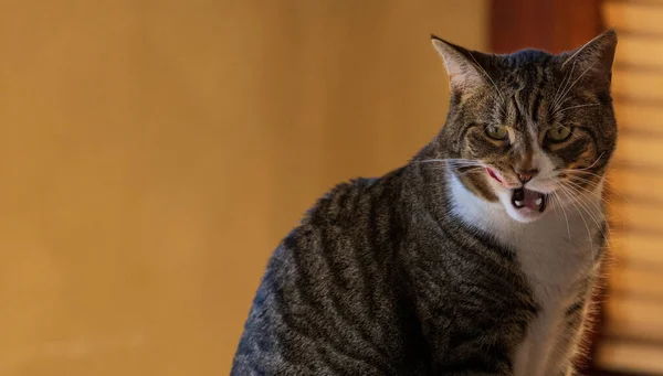 Hladové kočičí lízání rtů s intenzivním výrazem — Stock fotografie