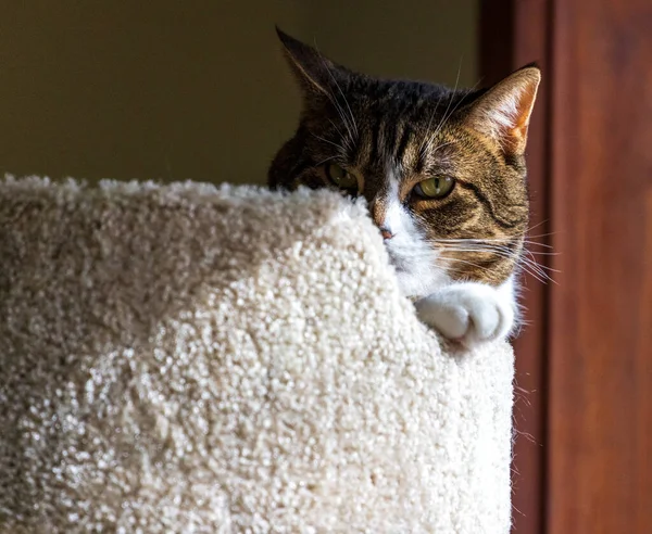 Cat hides face behind furniture and shadow — Stock Photo, Image