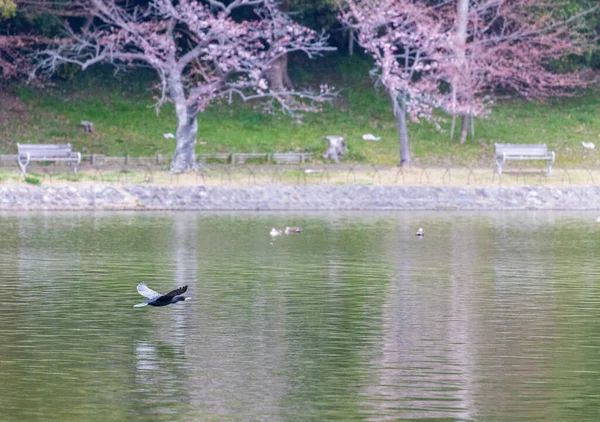 Oiseau vole bas au-dessus du lac avec des fleurs de cerisier floues et des bancs en arrière-plan — Photo