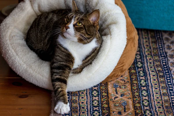 Chat levant les yeux tout en étant assis dans son lit avec le bras étendu — Photo