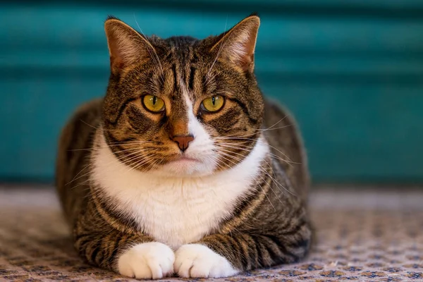 Kedi, ciddi bir duruş ve ifadeyle yerde oturuyor.