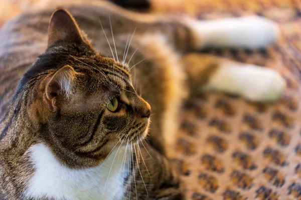 Curious cat looking up with one ear to side — Stock Photo, Image