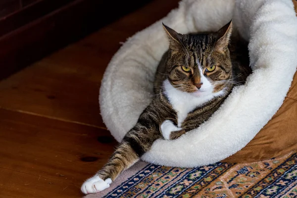 Chat au lit avec bras étendu et expression sérieuse — Photo