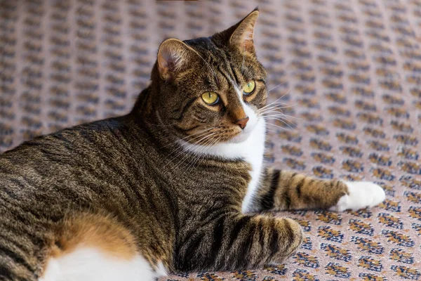 Regal house cat lounges on Afghan carpet — Stock Photo, Image