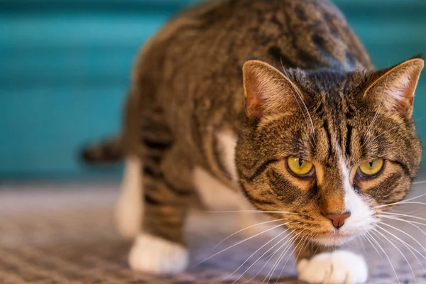 Chat accroupi bas dans la pose de harcèlement — Photo