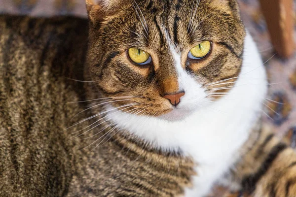 国内のショートヘアのサバ猫からの激しい表情 — ストック写真