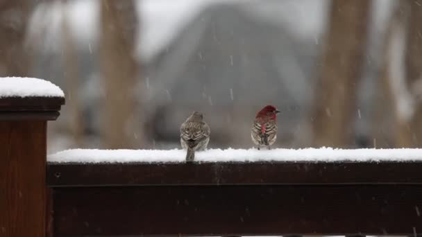 Δύο πουλιά στο κιγκλίδωμα στο χιόνι που πέφτει αργά — Αρχείο Βίντεο
