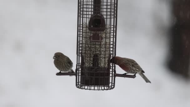 Πουλιά σνακ σε αργή ταλάντευση τροφοδότη στο χιόνι — Αρχείο Βίντεο