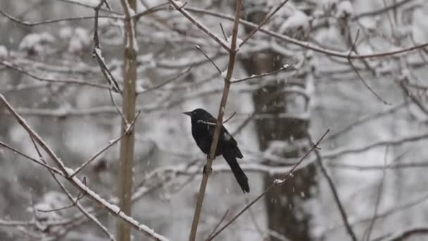 Neve caindo lentamente no pássaro na árvore — Vídeo de Stock