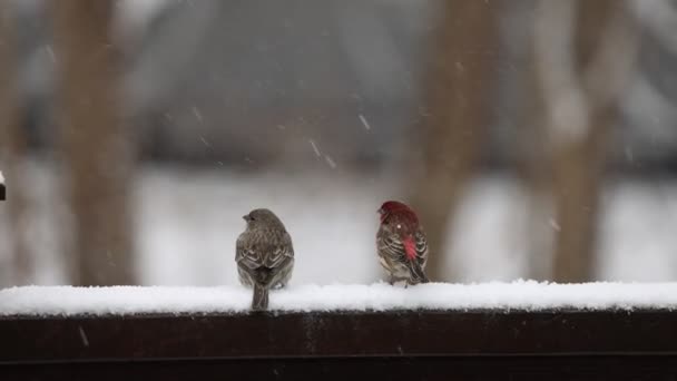 Ζευγάρι πουλιών που κάθονται σε μια ράγα καθώς το χιόνι πέφτει αργά — Αρχείο Βίντεο