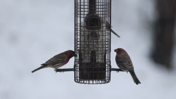 Birds eat at feeder in falling snow — Stock Video