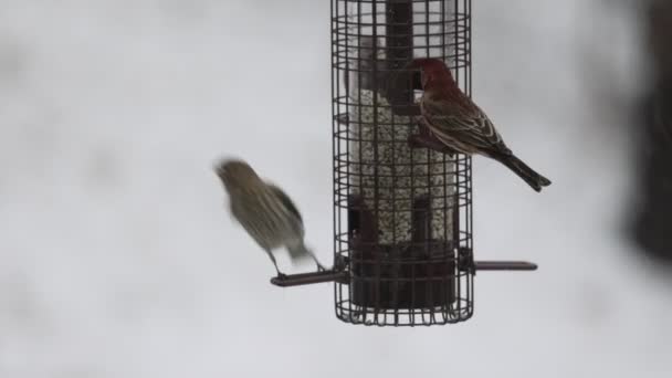 Aves decolam e pousam no alimentador em câmera lenta — Vídeo de Stock