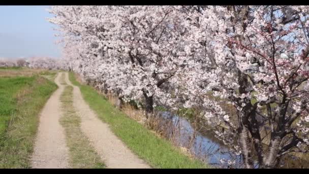 Cremalleras de coche a través del camino de tierra país forrado con flores de cerezo en plena floración — Vídeos de Stock