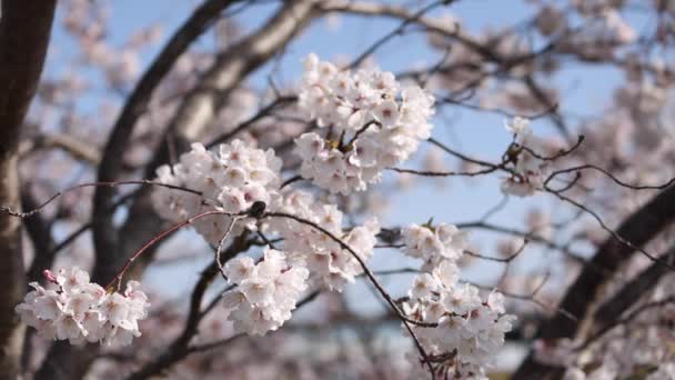 Fleurs de cerisier en pleine floraison se déplaçant lentement dans la brise — Video