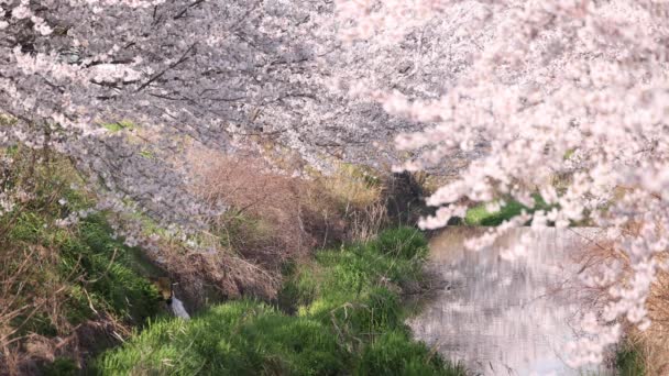 Belles fleurs de cerisier en pleine floraison sur une petite rivière — Video