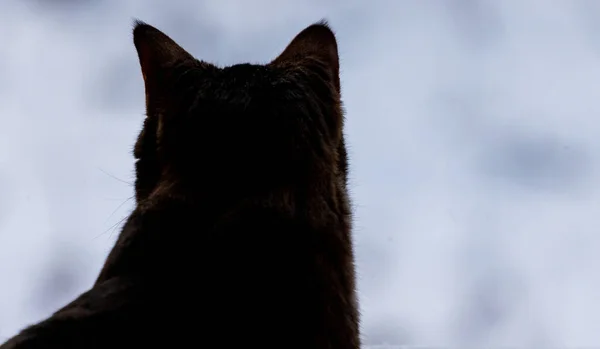 Silueta de gato por detrás con las orejas hacia arriba mirando hacia adelante — Foto de Stock